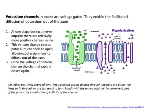 Membrane Transport Essential Idea Membranes Control The