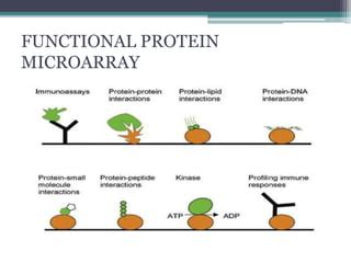 Protein micro array | PPT