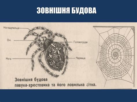 Павук-хрестовик — опис внутрішньої та зовнішньої будови