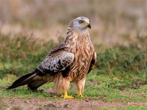 Red Kite Bird Facts Milvus Milvus Birdfact