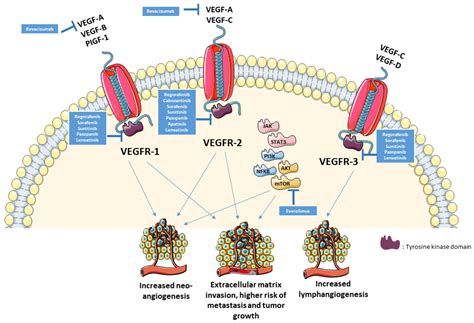 Cells Free Full Text Targeting The VEGF Pathway In Osteosarcoma