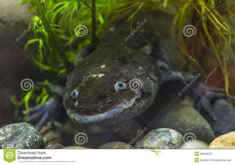 Axolotl Salamander Stock Photo | CartoonDealer.com #94116516