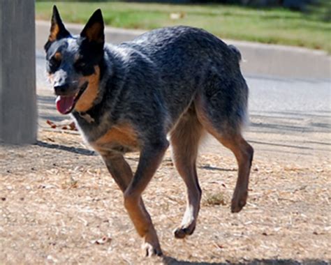 Jack Australian Herding Dog Flickr Photo Sharing