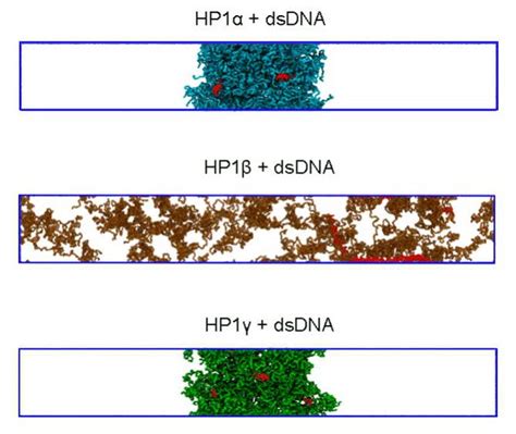 Figures And Data In Interplay Between Charge Distribution And DNA In