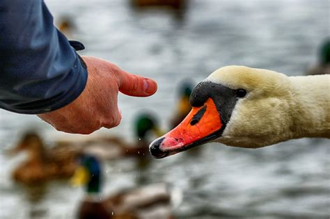 Swan Feeding Hand - Free photo on Pixabay - Pixabay