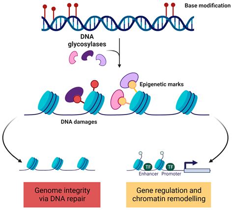 IJMS Free Full Text DNA Glycosylases Define The Outcome Of