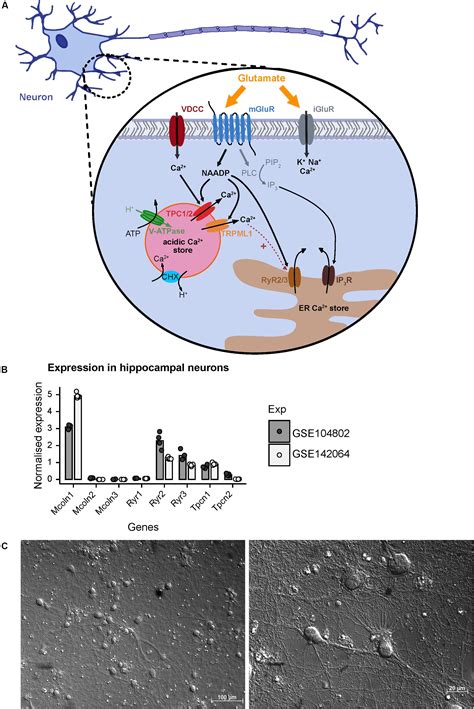 Frontiers Contribution Of NAADP To Glutamate Evoked Changes In Ca2