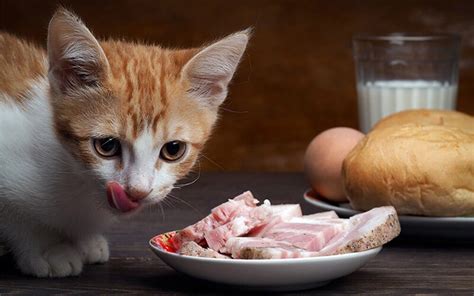 22 Is There Any Human Food That Cats Can Eat Background Food In The