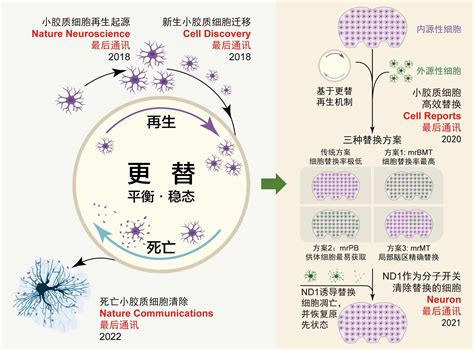 Nat Comms 彭勃团队揭示小胶质细胞碎片的清除机制 复旦大学脑科学转化研究院