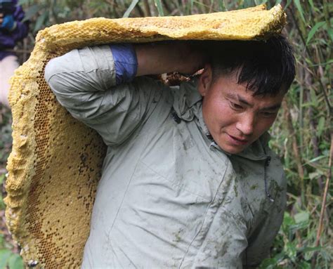 Wild Honey Hunting In Khotang Sampang Rai Community Ventures Into