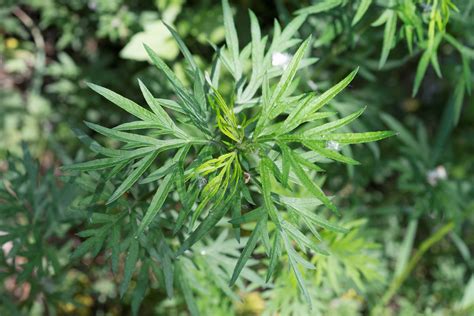 Artemisia Verlotiorum Lamotte Floraphile 45