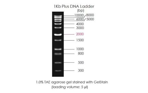 Kb Plus Dna Ladder