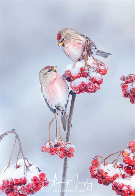 Male Common Redpolls on Winter Ash | Focusing on Wildlife