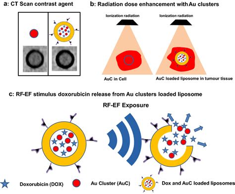 A Schematic View Of The Theranostic Applications Of The Gold Cluster