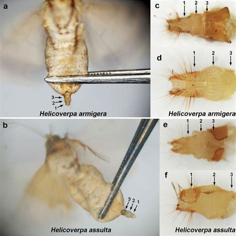 Mass Analysis Of Helicoverpa Armigera Larvae Maximum Larval Mass Of Download Scientific