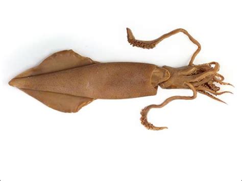 Squid External Anatomy Diagram Quizlet