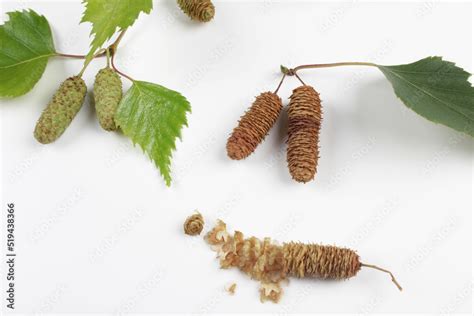 Birch Seed Pods Hi Res Stock Photography And Images Alamy