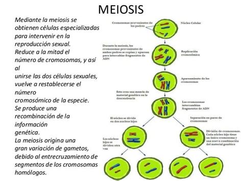 Cuadros Comparativos Entre Mitosis Y Meiosis Cuadro Comparativo Enseñanza Biología Biología