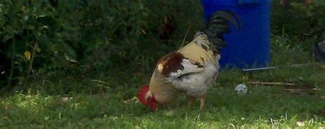 chix crasstalk
