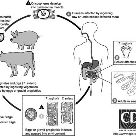 Life Cycle Of Taenia Solium From Centers For Disease Control And In