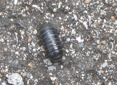 Gew Hnliche Kugelassel Armadillidium Vulgare Gew Hnliche Flickr