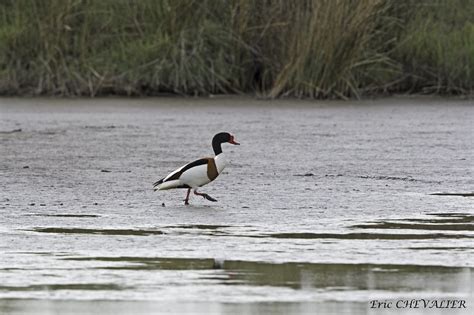 Tadorne De Belon Tadorna Tadorna La Camargue Est Une Vas Flickr