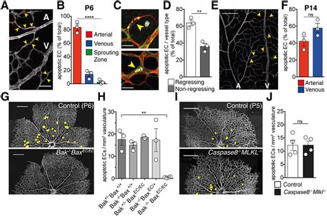 Ec Apoptosis Is Associated With Vessel Regression And Is Dependent On