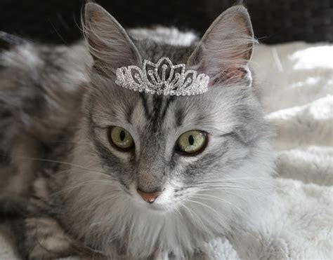 Premium Photo Close Up Portrait Of A Cat Wearing Tiara