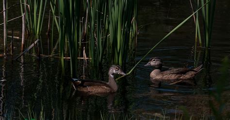 Tomass Hawkke S Naked Nature Down At The Pond