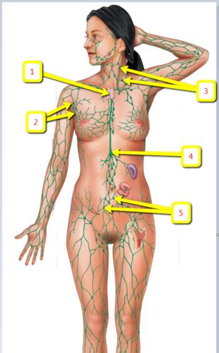 Lymphatic System Flashcards Quizlet