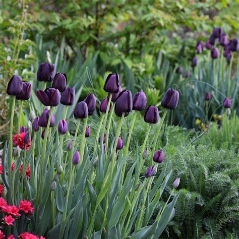 Tulip Single Late Queen of Night - 20 bulbs - Longfield Gardens