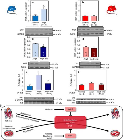 Ampk Activation Regulates Ogt Expression And Troponin T O Glcnac Level Download Scientific