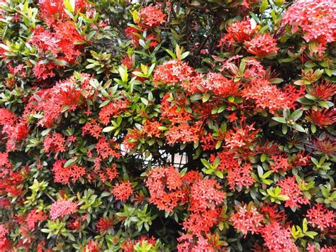 Un Arbusto De Flores Rojas Con La Palabra Granada Foto Premium