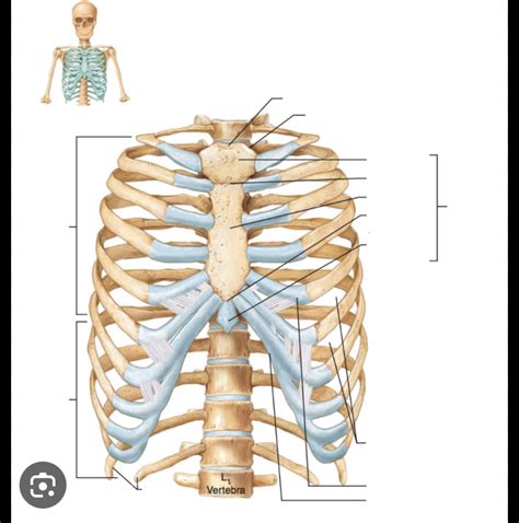 Anterior View Of The Thoracic Cage Diagram Quizlet