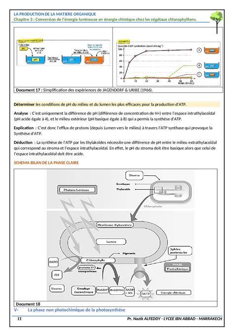 Conversion de l énergie lumineuse en énergie chimique chez les végétaux