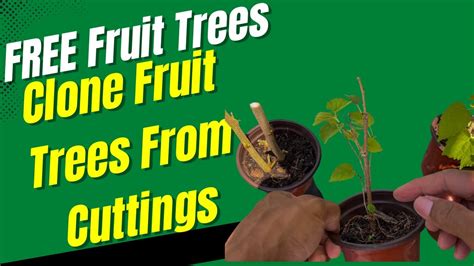 Free Fruit Trees Clone Fruit Trees From Cuttings Youtube