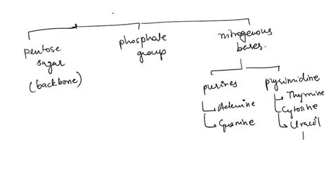 SOLVED: A DNA molecule is a linear sequence of subunits called A DNA ...