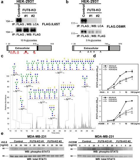 Fut Modulates Core Fucosylation Of Il St Protein And Its Downstream