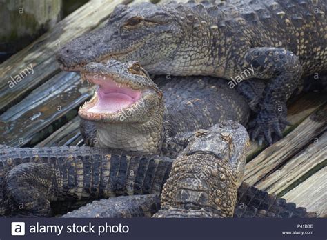 Alligator with mouth open Stock Photo - Alamy