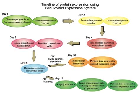 Recombinant Protein Expression In Insect Cells Using The Baculovirus