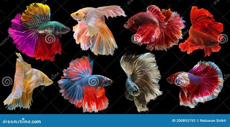 Set Of Beautiful Eight Betta Fish Collection In Varies Movement Of