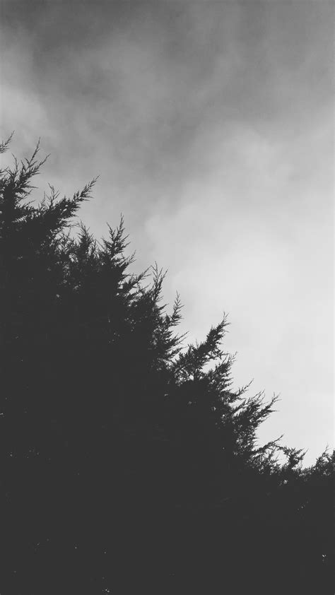 Free Images Tree Branch Silhouette Cloud Black And White Sky