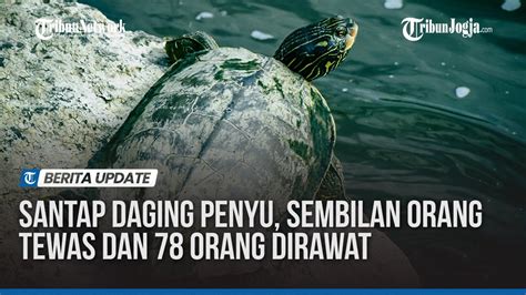 Santap Daging Penyu Sembilan Orang Tewas Dan 78 Orang Dirawat YouTube