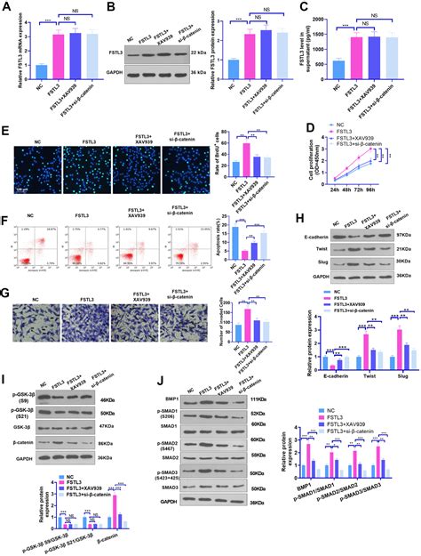 Inhibition Of Fstl3 Abates The Proliferation And Metastasis Of Renal