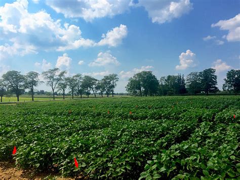 Nitrogen Fixation Trends In Soybean Top Crop Managertop Crop Manager