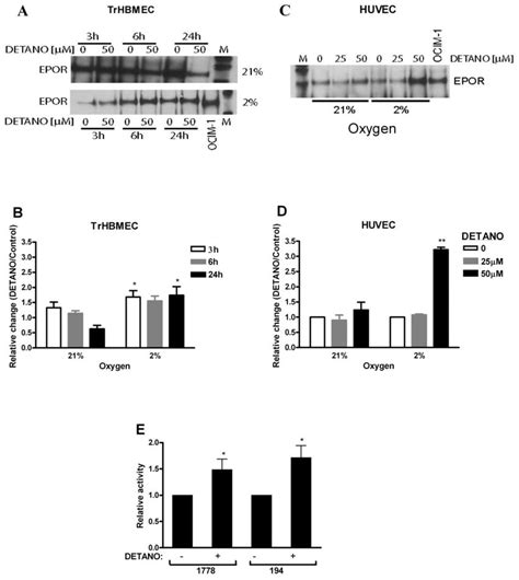 NO Stimulated EPOR Protein Expression In Endothelial Cells A D