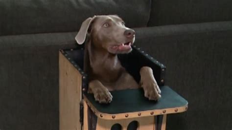 Dog with special condition sits in high chair at table - ABC7 New York