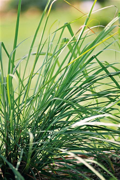 Lemongrass Landscaping