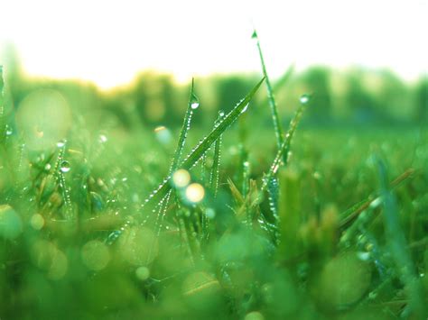 Wallpaper Sunlight Water Nature Branch Green Dew Leaf Flower