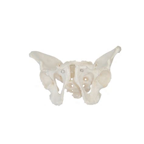 Medical Science High Quality Anatomical Medical Skeleton Adult Male